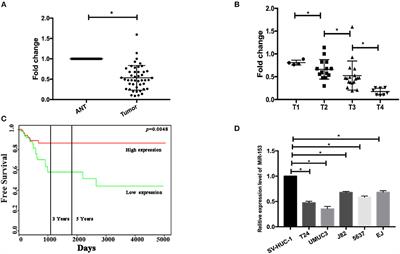 MicroRNA-153 Decreases Tryptophan Catabolism and Inhibits Angiogenesis in Bladder Cancer by Targeting Indoleamine 2,3-Dioxygenase 1